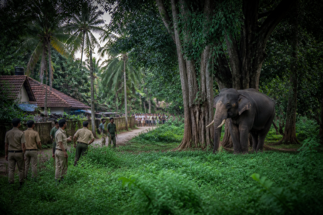 Human-wildlife conflict Kerala: forest staff managing an elephant near a settlement