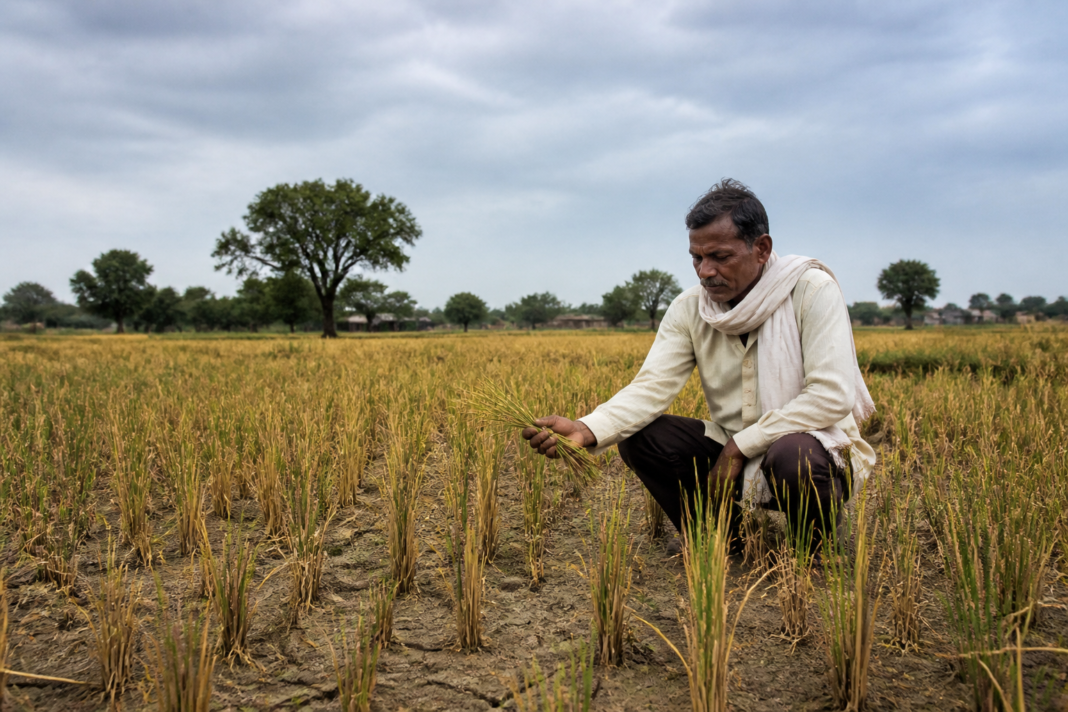 Bhandara rice crisis affecting paddy fields during a dry spell in Maharashtra
