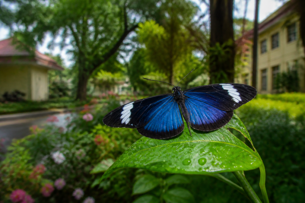 Mangalore University butterfly survey documenting an Indigo Flash butterfly amid campus greenery
