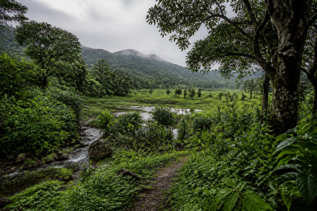 Forest restoration in Kerala with protected woodland, native vegetation and a natural water source