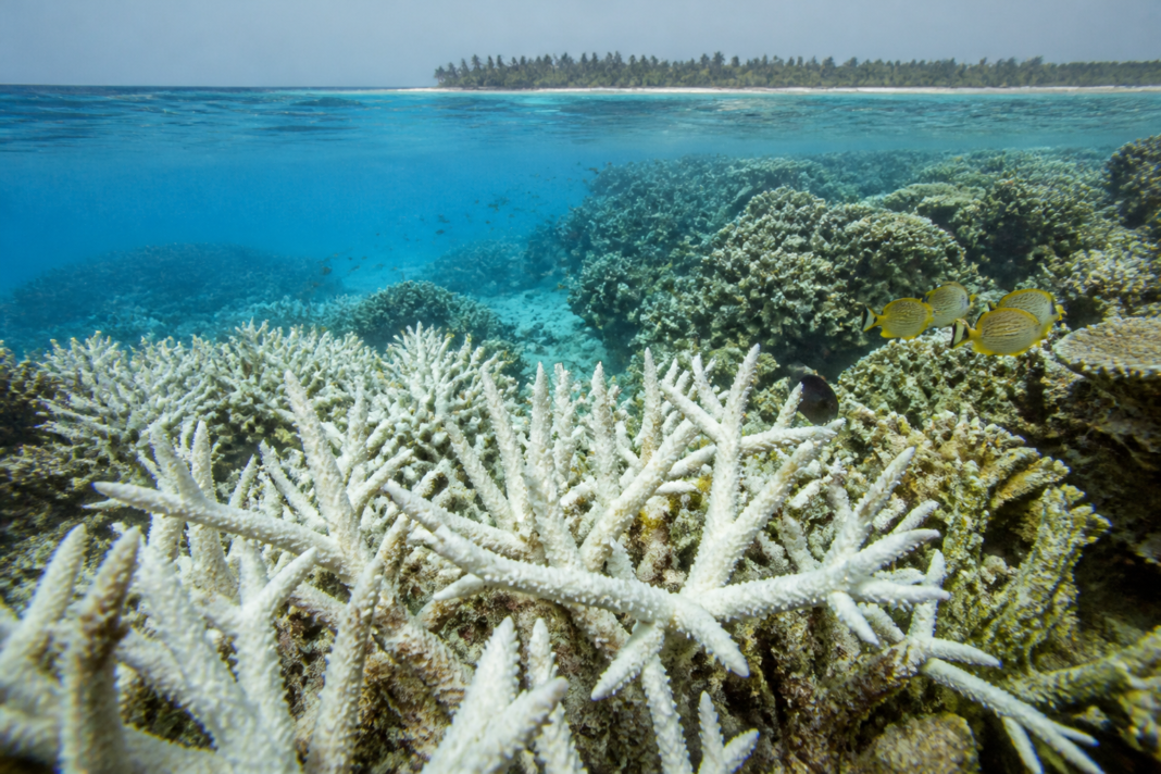Coral bleaching affecting a reef in Indian waters amid rising sea temperatures