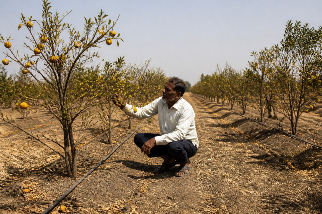 Nagpur mandarin orchards in Amravati facing drought and water stress