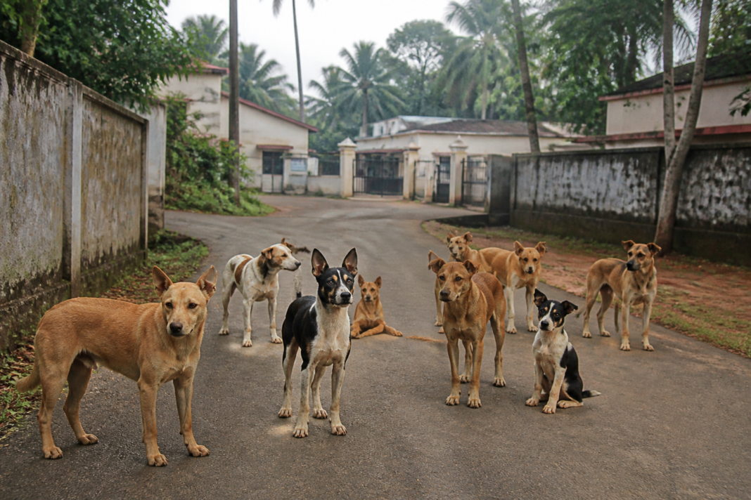 Stray dog centre near a school and health centre in Palissery