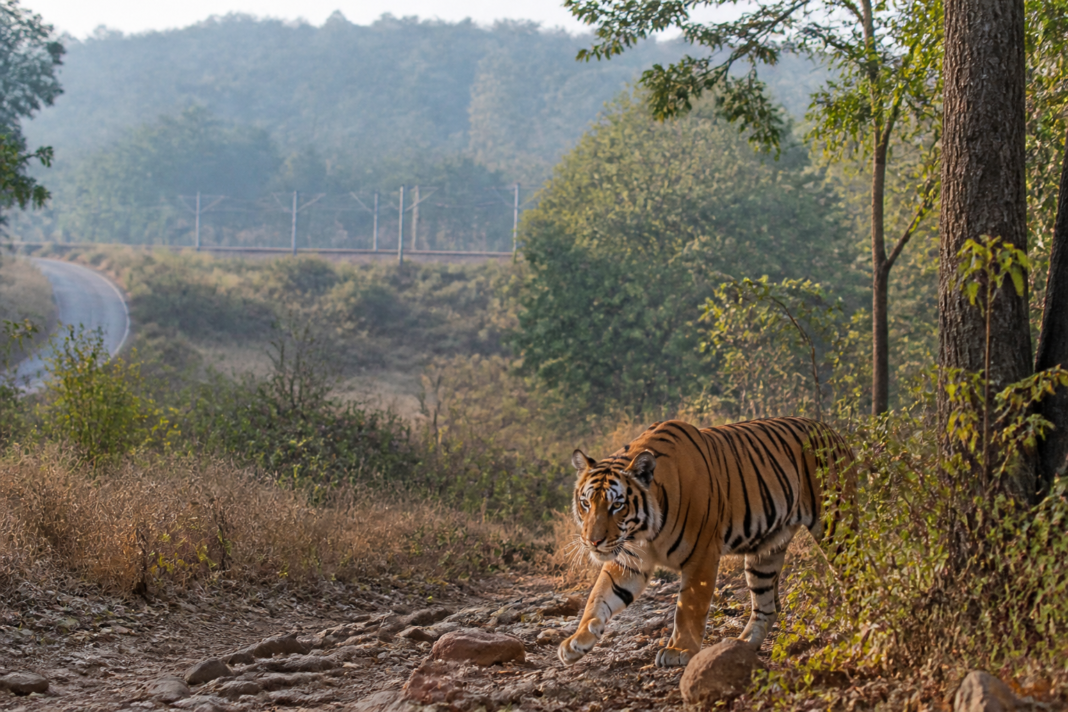 Tiger corridors connecting forest habitats near Pench in Maharashtra