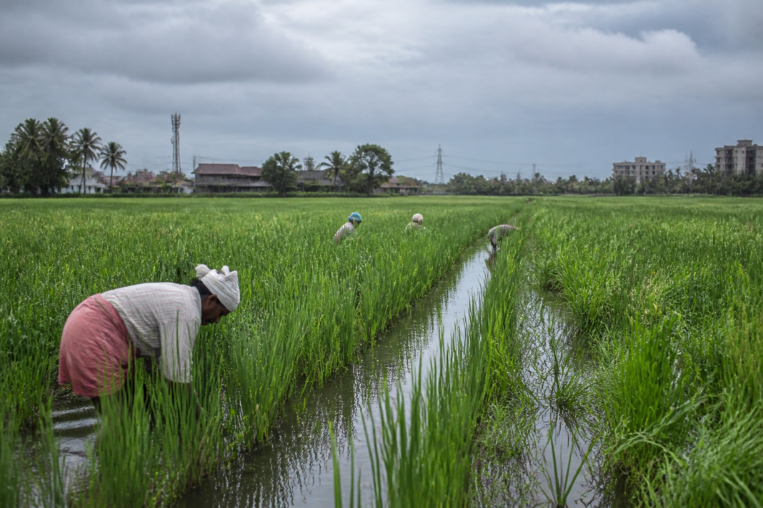 Pokkali rice farming in a green coastal paddy field near Kochi