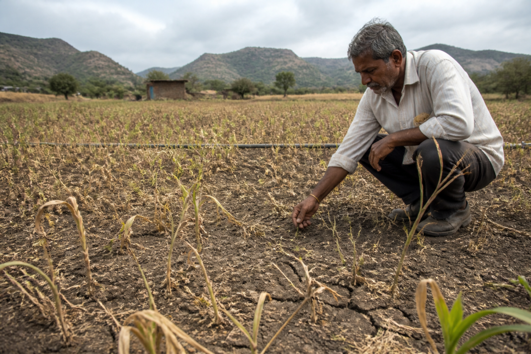 Pune drought conditions affecting farmland and crops in Maharashtra