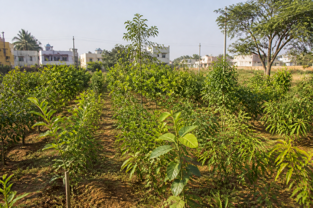 Miyawaki forests Namakkal with dense saplings planted in layered urban green spaces