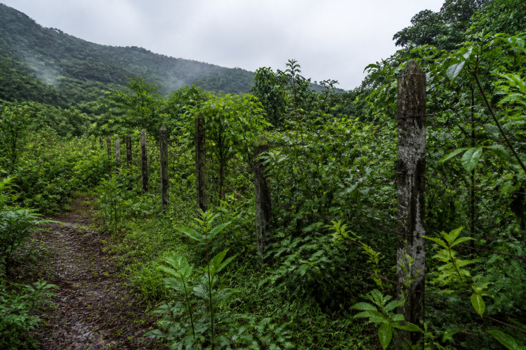 Karnataka forest department plantation site with regenerating forest and ageing wire fencing